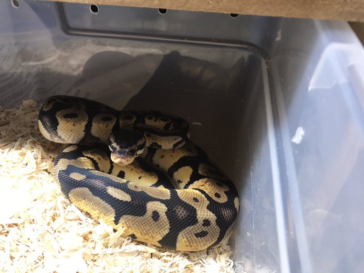 Memorypathherps tweet picture