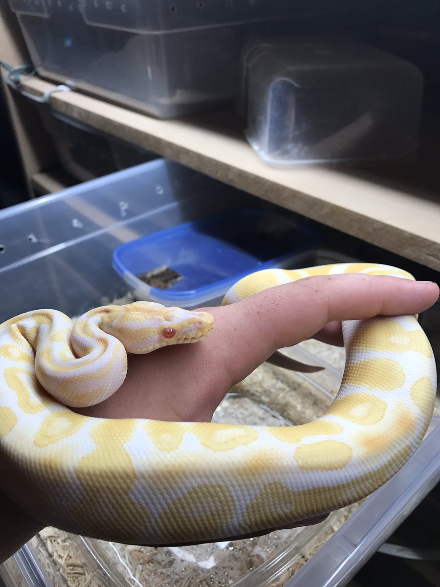 Memorypathherps tweet picture