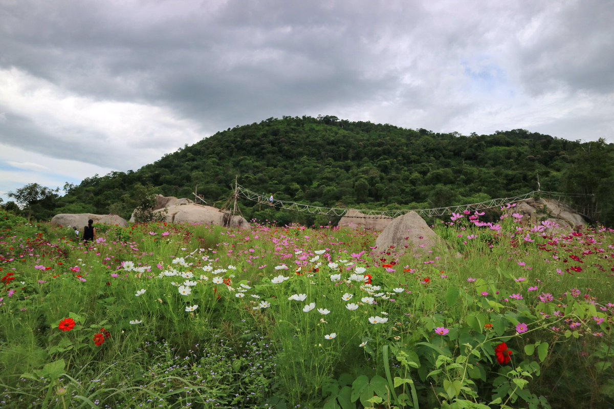 CheckinCYP's tweet photo. ทุ่งดอก Cosmos Rockyland เทพสถิต ชัยภูมิ https://t.co/T3LLKI0SxZ