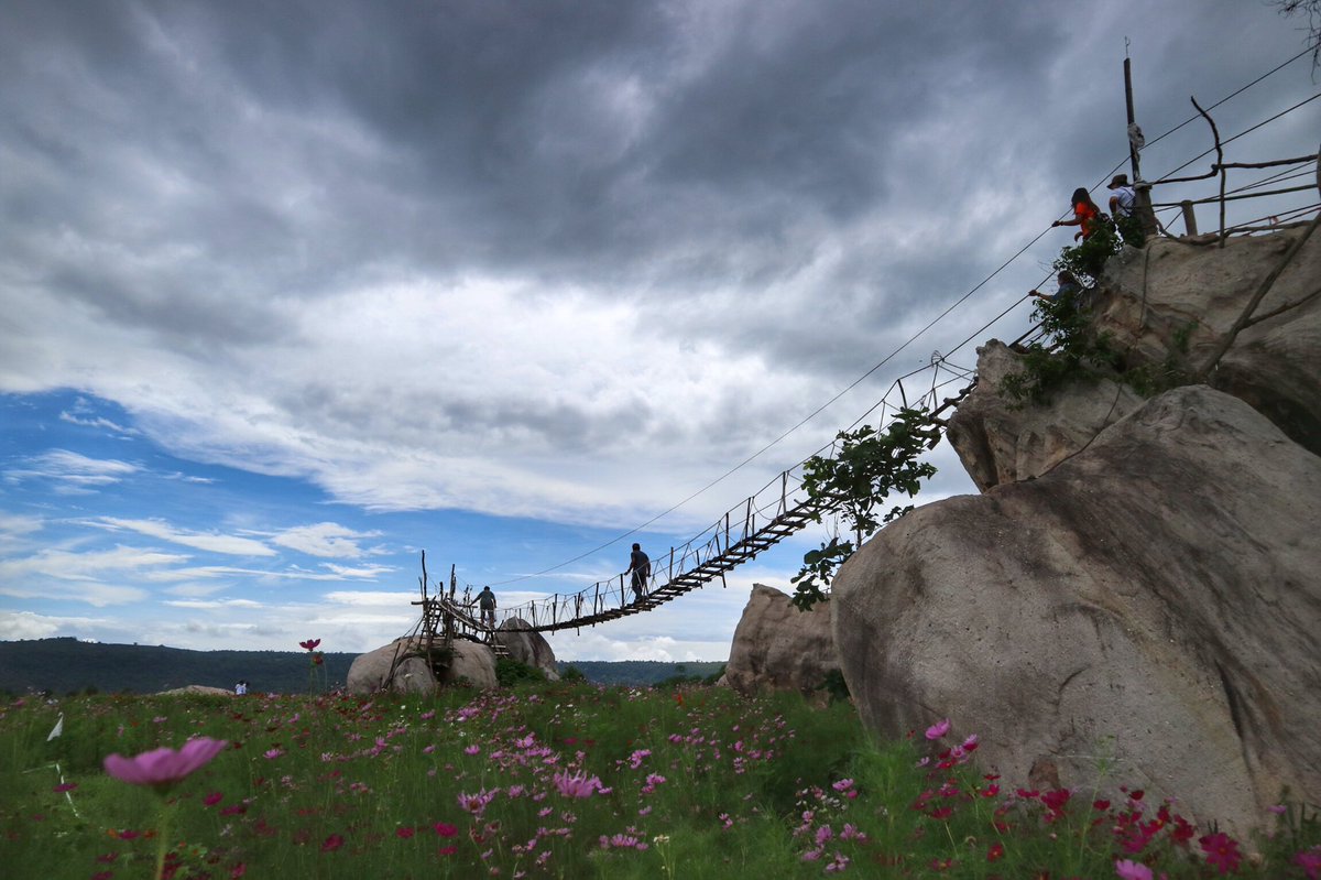 CheckinCYP's tweet photo. ทุ่งดอก Cosmos Rockyland เทพสถิต ชัยภูมิ https://t.co/T3LLKI0SxZ