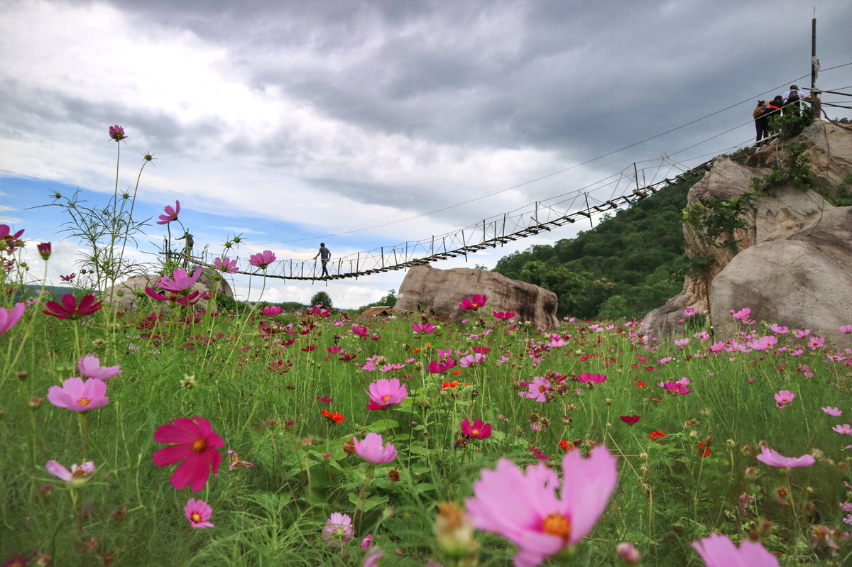 CheckinCYP's tweet photo. ทุ่งดอก Cosmos Rockyland เทพสถิต ชัยภูมิ https://t.co/T3LLKI0SxZ