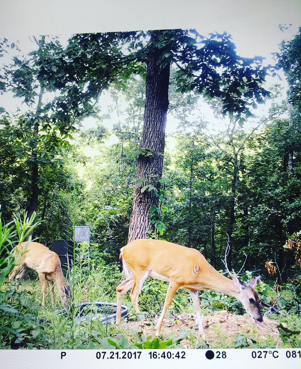 tv_hunting's tweet photo. 10 weeks until opening day https://t.co/DRmhEV7aIX