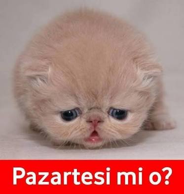 Alexander_Duma's tweet photo. #pazartesisendromunagerekyok https://t.co/yjIdw8IhD6