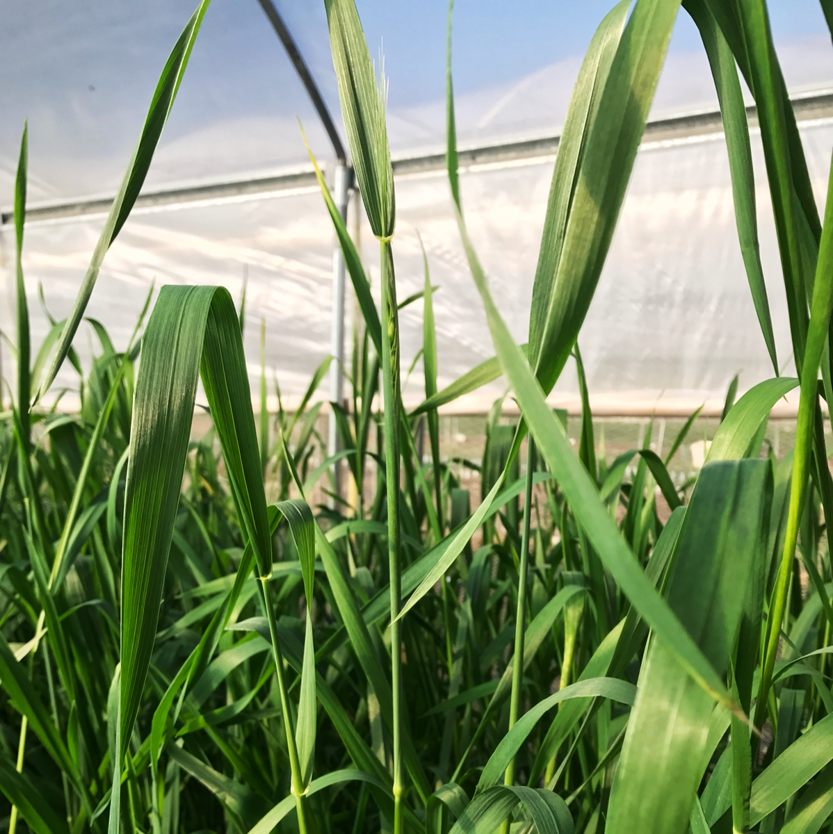 Jess_Schm's tweet photo. Plants are getting ready for the experiment, so do I 💪 #wheathub #waite #diversitypanel #GWAS https://t.co/JO6ePXty7b