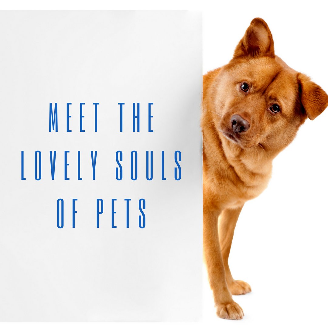 trinitycareadc's tweet photo. It is important to us that our clients are happy and at their best to enjoy the best moments. #Pets #Therapies #Happiness https://t.co/G3wzweQiMm