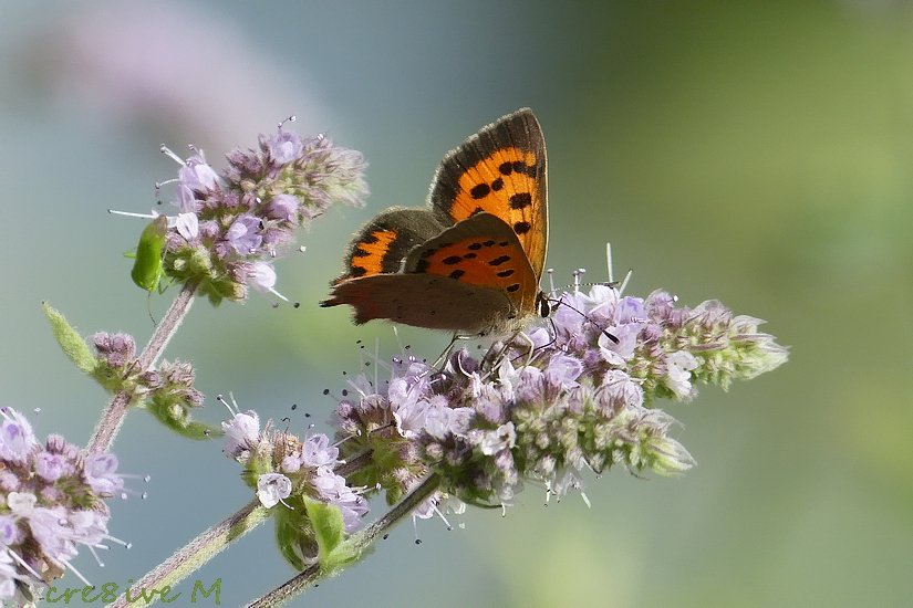 gelukkig hebben we de foto's nog;-) fijne dag, ondanks de regen!