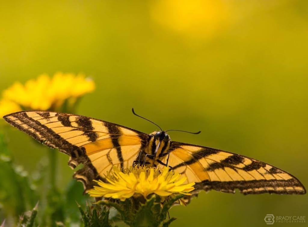 bradycabe's tweet photo. Flutter by #butterfly #bugslife #osoflaco #slo #shareslo #visitoslo #insects #wildlife (at Oso Flaco Lake) https://t.co/NSjWg0ASad