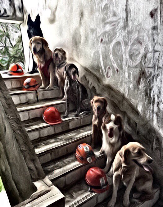 SAR K9's ready to use their noses to find the missing