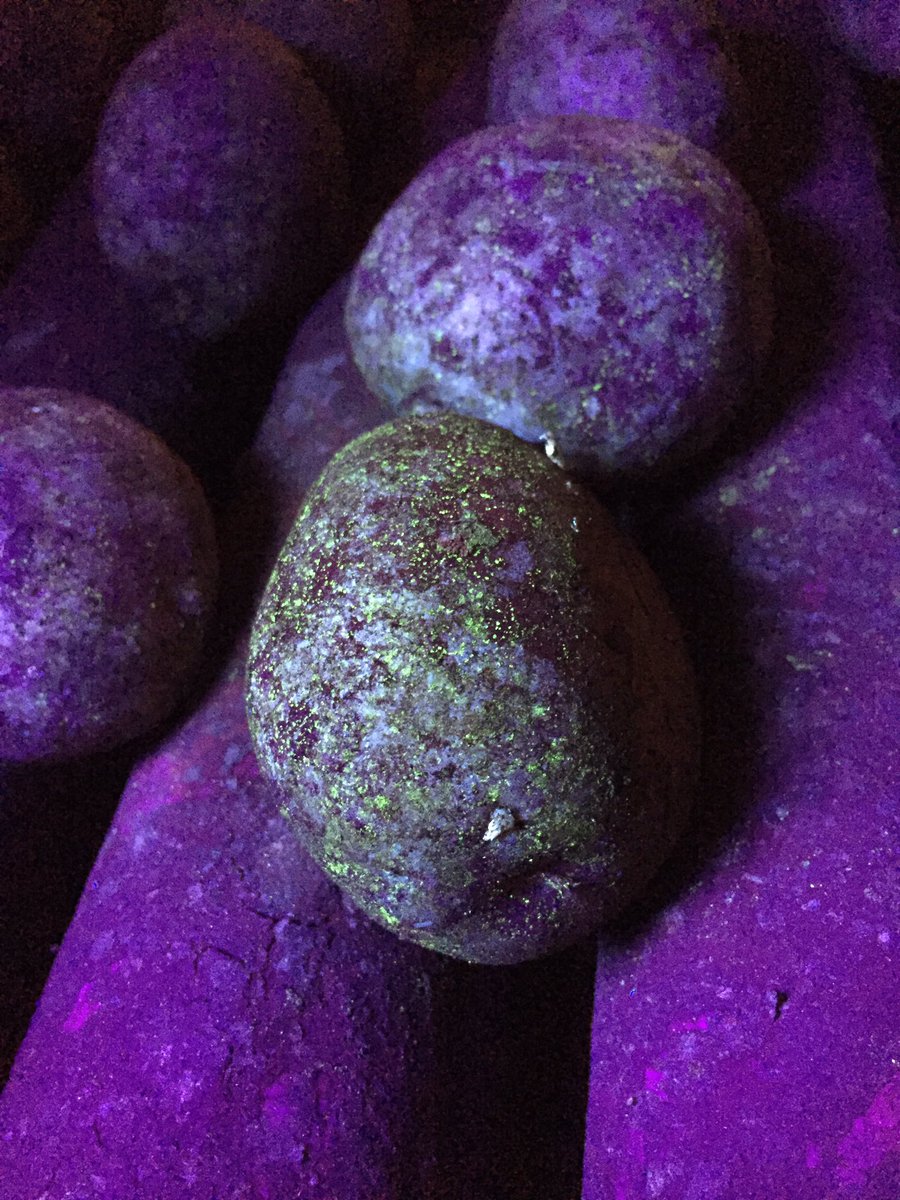 HortApplication's tweet image. Working on application with potato seed treatments #CoverageIsKey #SeedHealthIsCritical #HitHardHitEarly