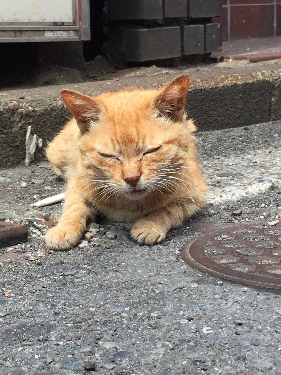 noracats's tweet photo. 53 Natuda Kumori https://t.co/0WhaB3Dims