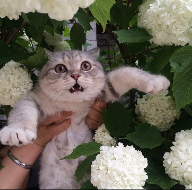 pinkar9's tweet image. เตือนภัย พบต้นไม้กินแมว
โปรดพึ่งระวัง กดแชร์
เพื่อเตือนแมวที่คุณรัก
555555555555555555