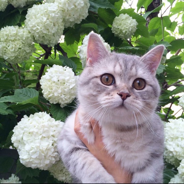 pinkar9's tweet image. เตือนภัย พบต้นไม้กินแมว
โปรดพึ่งระวัง กดแชร์
เพื่อเตือนแมวที่คุณรัก
555555555555555555