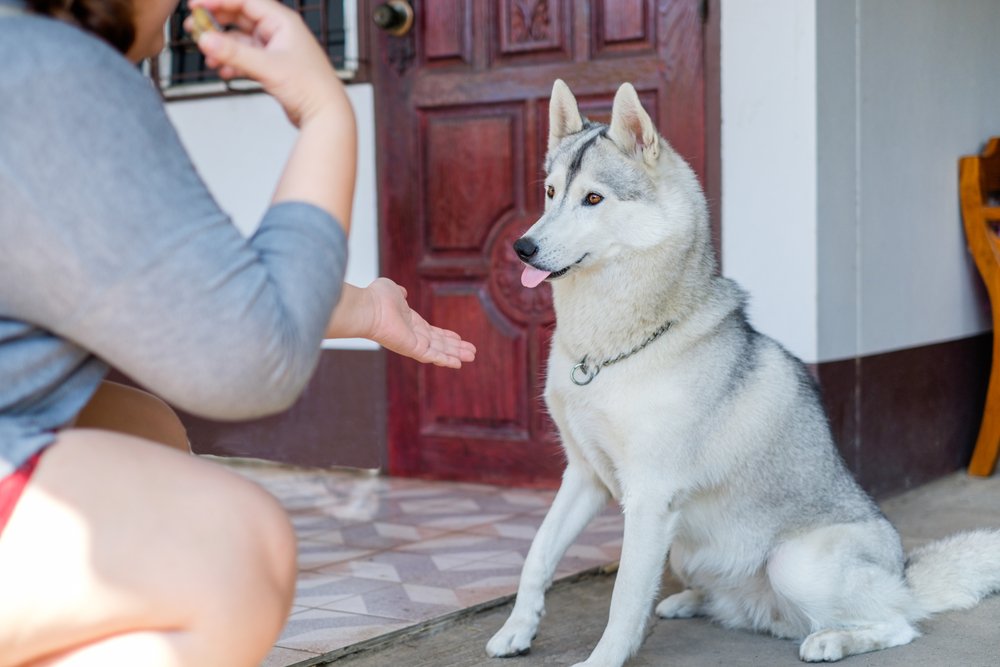 K9_consulting's tweet photo. House training (also called housebreaking or potty training) is one of the first things you need to work on with your dog. https://t.co/Hd8t4ZwrTG