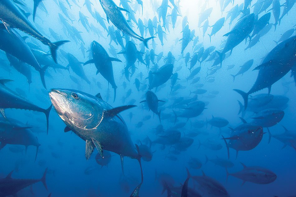 AtunaNews's tweet photo. Scientists find #evidence of a biological #hydraulic system in tunas' fins https://t.co/OkmcaEtEwf | #AtunaNews @MontereyAq https://t.co/OwBITKeF1o