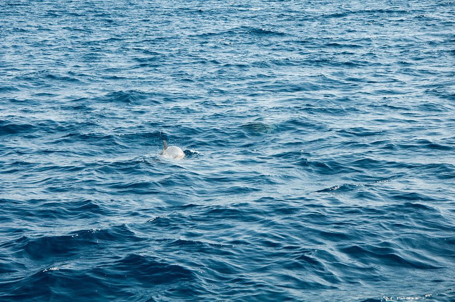 soulplace's tweet photo. New photo on 500px : Dolphin in the Gulf of Taranto https://t.co/fTr0zMMLYA