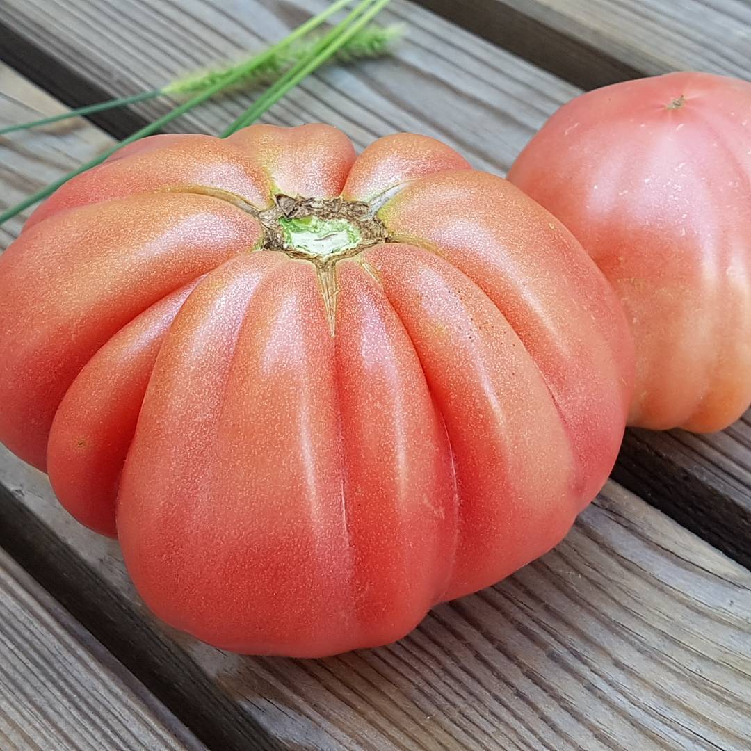 MSglutinata's tweet photo. #Pomodori del mio #orto.... spettacolari! https://t.co/ODf1e1GCK4