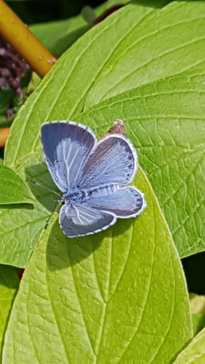 Clifton Backies tweet media