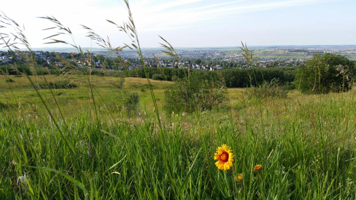 sandstonemac's tweet photo. Friends of Nose Hill Society Inaugural Amateur Photo Contest! Open to all Nose Hill enthusiasts. Details here: https://t.co/DKi7MYcXYO https://t.co/3lLzvlW7kP