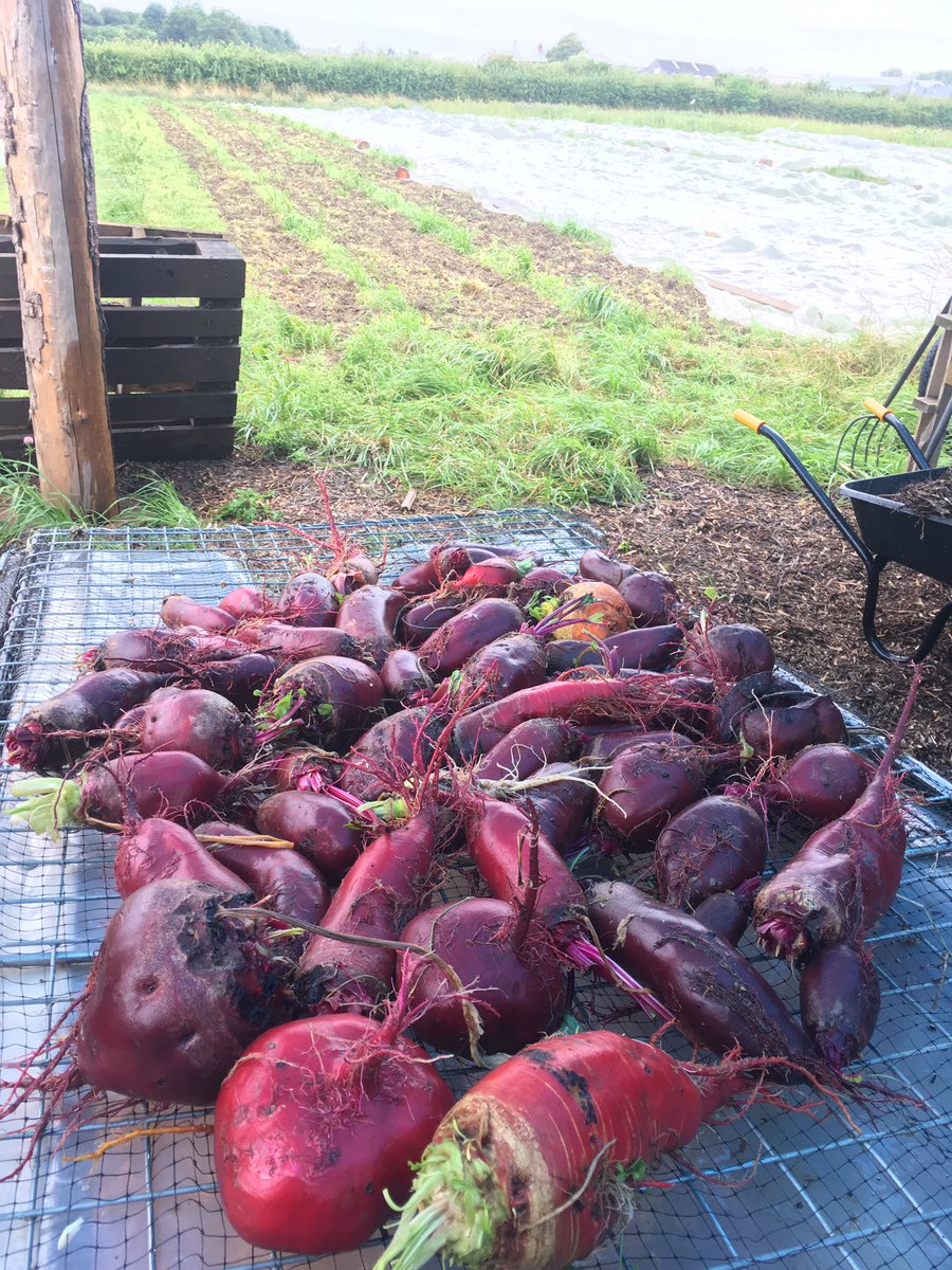 HullHarvest's tweet photo. Washed beetroot ready for roasting and freezing to #FreedomFEASTival. @FreedomFestHull @frithfarming https://t.co/gz3cCugMiU