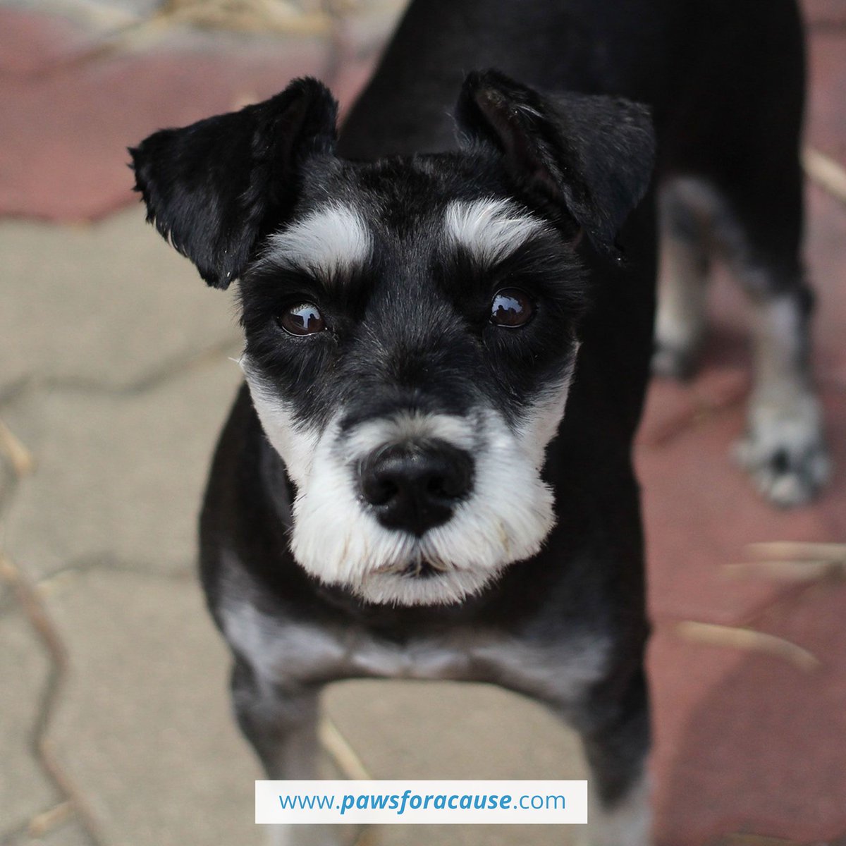 Paws For A Cause tweet media