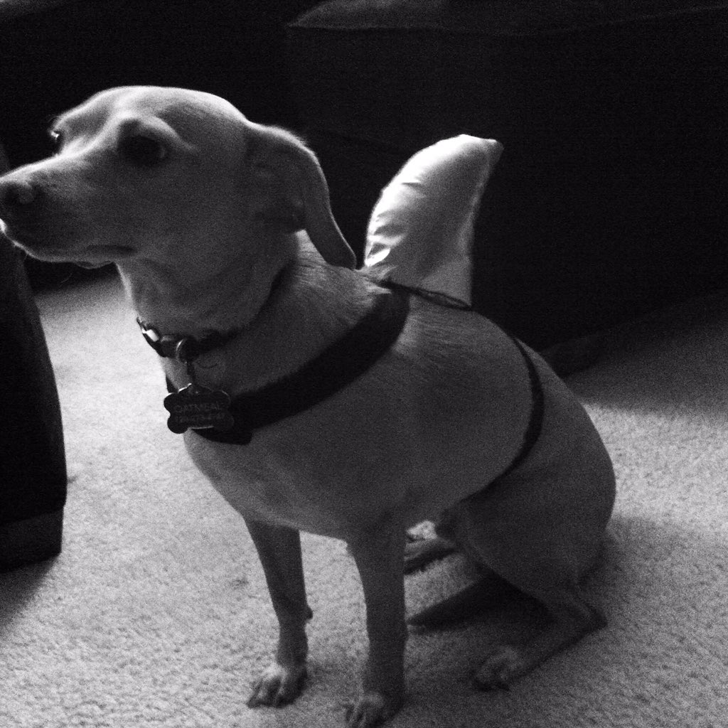 Hooth20's tweet photo. @dog_rates Oatmeal as Sharkmeal #barkweek https://t.co/Er3XBKL4hN