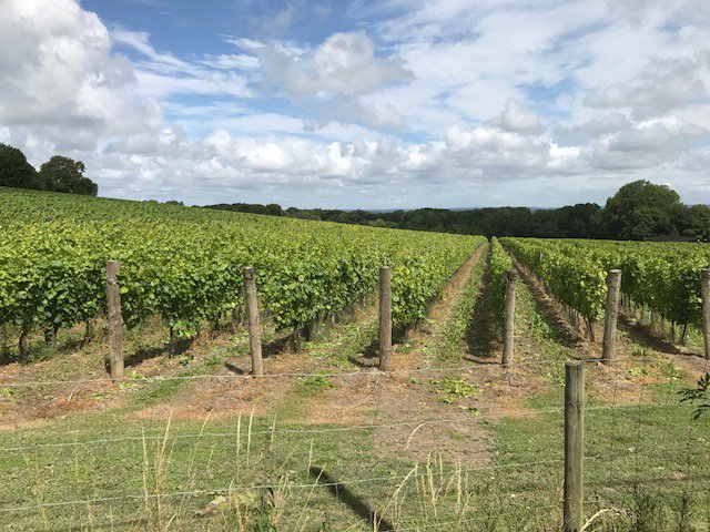 Vitifruit's tweet photo. Vines trimmed at Black Dog Hill Vineyard with Vitifruit Equipments Vinetrimmer. https://t.co/J0TUtnXEab