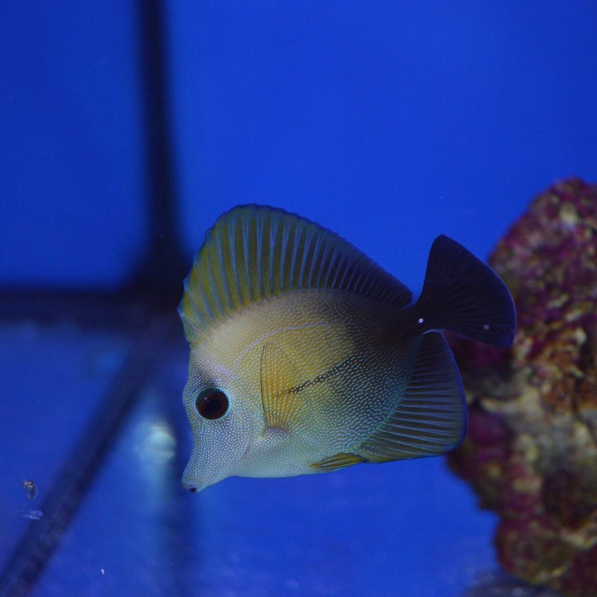DiscoAquatics's tweet photo. Zebrasoma Scopas (Scopas Tang) #ScopasTang #Tang #Tangfish #Marine #Saltwater #Marines #discoveryaquatics https://t.co/rPu9UOukMc