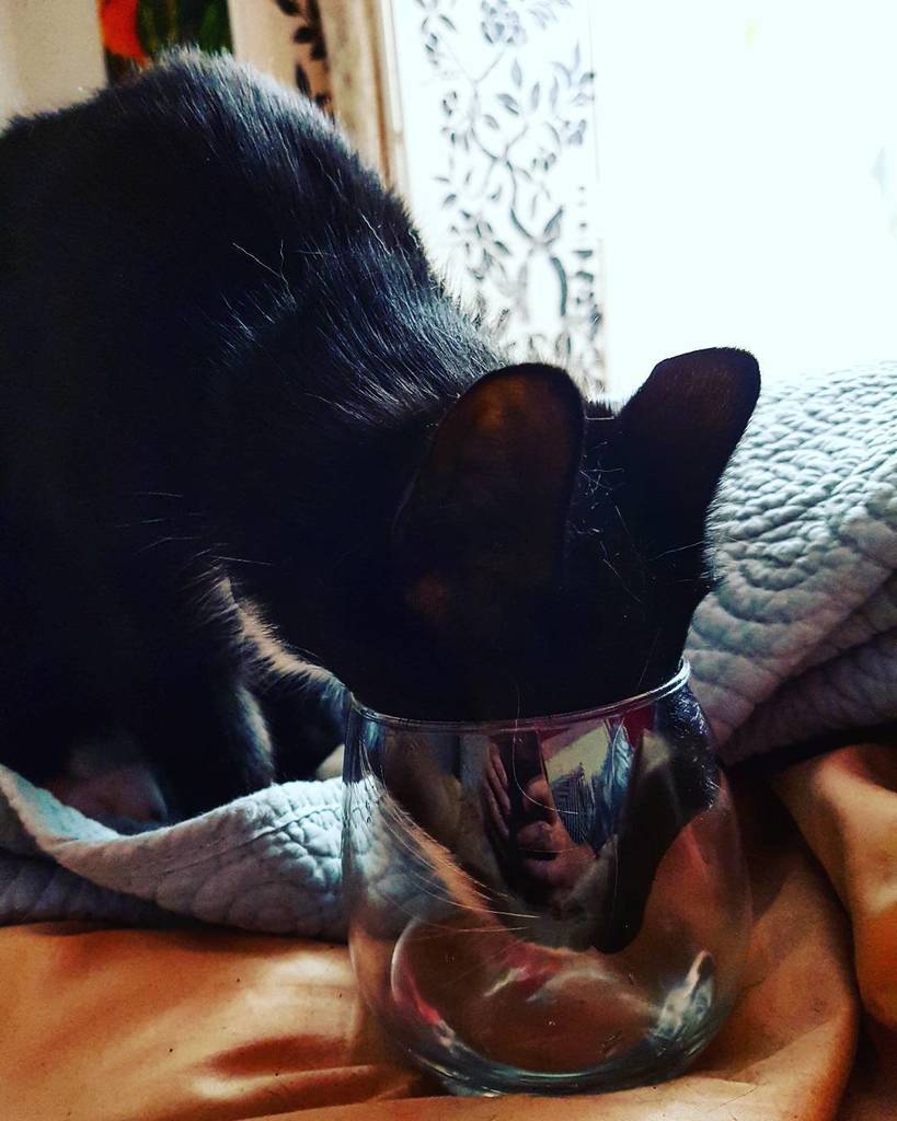 HighlandsApoth's tweet image. No matter how hard I make it he always prefers my #water #cats #catsofinstagram #hiapoth ift.tt/2urbbXm