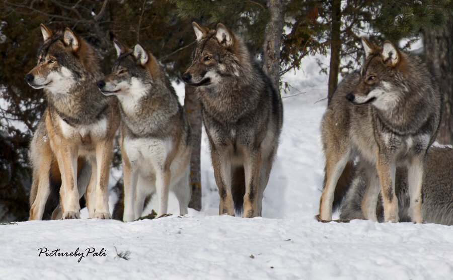 Wiki_Lobos's tweet image. 