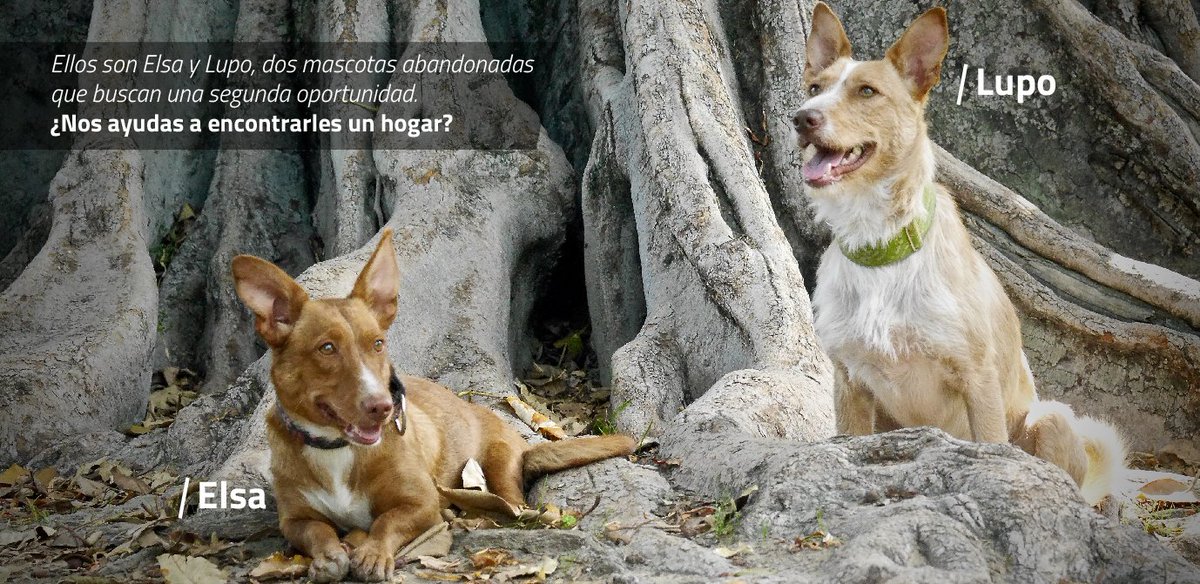 Repsol's tweet photo. Este verano #Mimascotavaconmigo. En Repsol nos comprometemos por un verano sin abandonos. Conoce a Elsa y a Lupo https://t.co/H1DVWmTHm7 https://t.co/EcfCD5T6hD