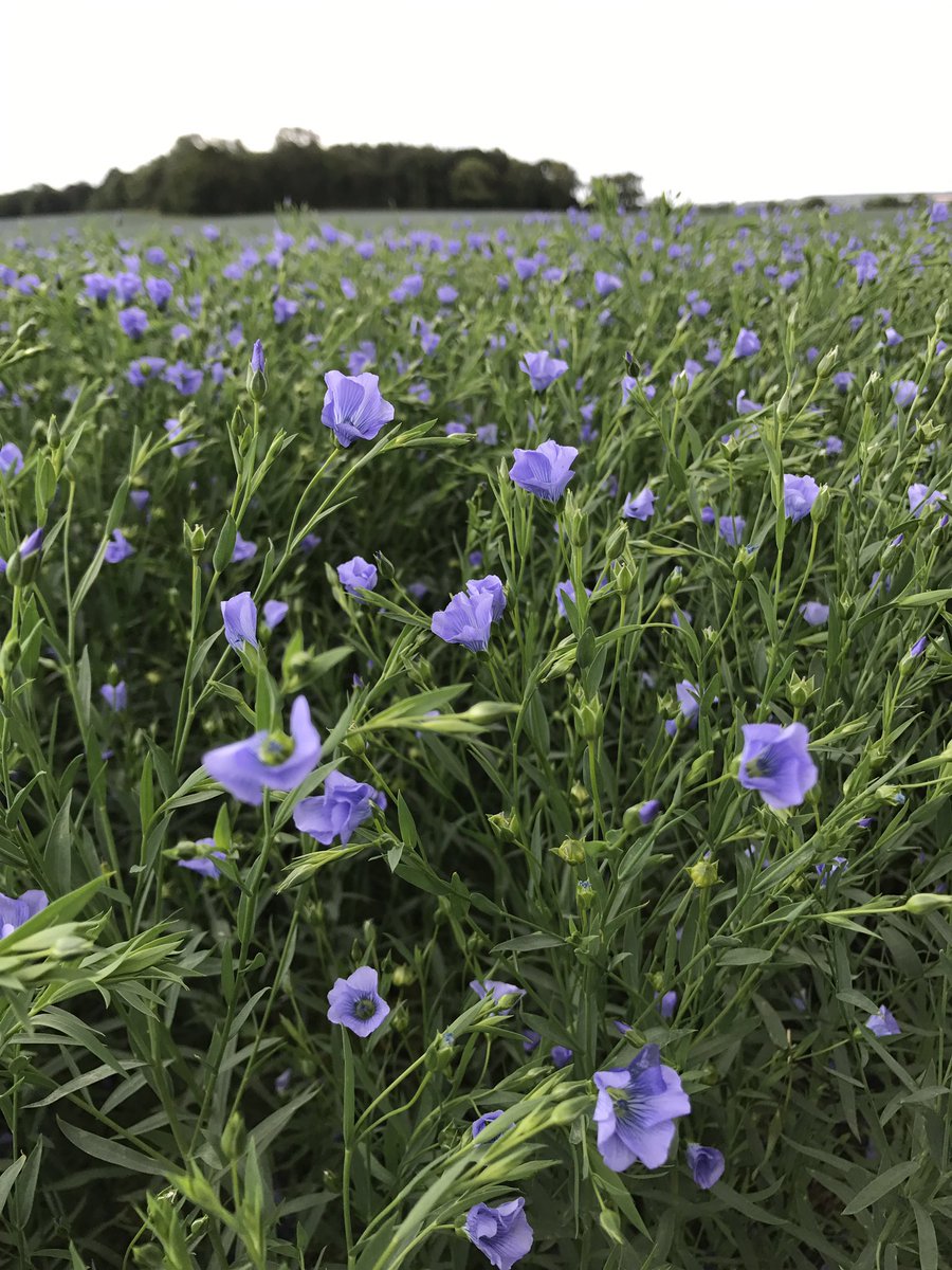 chatclc's tweet photo. #linseed in flower in #parkfield ❤️💜💜💜💜 @DownheadFarm https://t.co/FYMUYROyzc