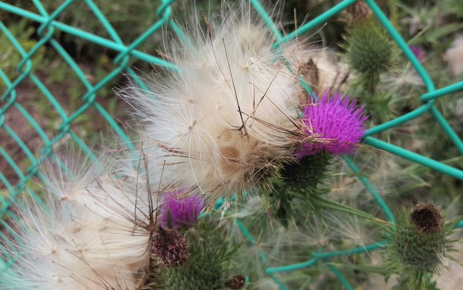 ケサランパサランの正体が判明 どこにいる 令和の知恵袋