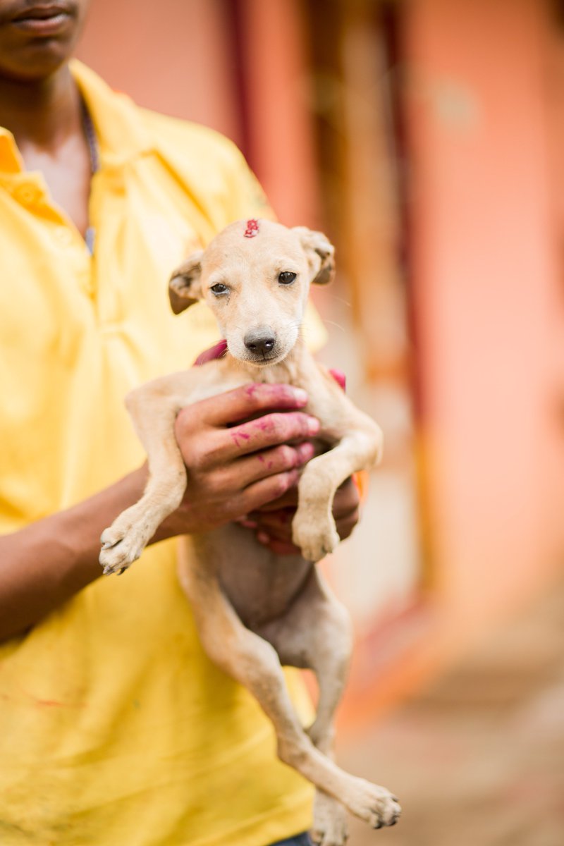 Join our mega #vaccination drive in #goa and help #eliminate #rabies goo.gl/NHqUv2 Sign up now to secure your place!