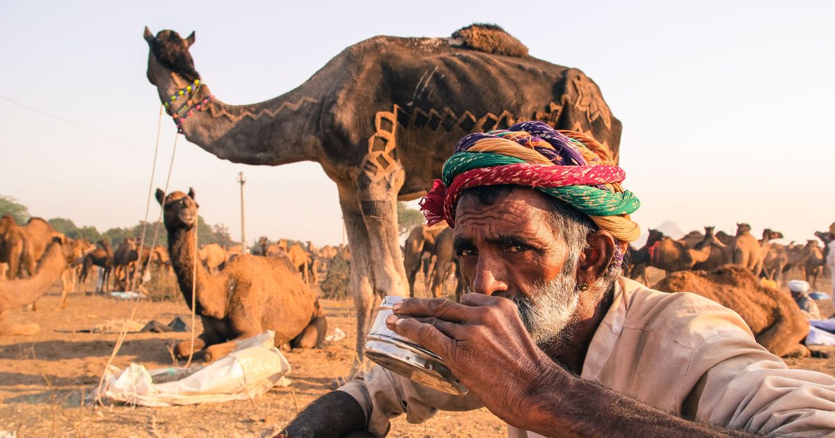 IdogsOnline's tweet photo. Camels are no means of human transportation. They are free willed creatures who have the right to roam around freely. 

Image : Scroll.in https://t.co/dd7kDIq0Y5