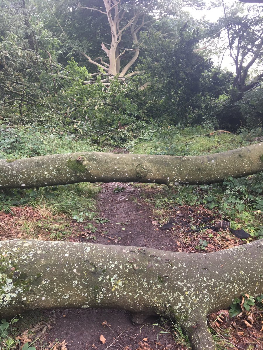 VicksRandallEdu's tweet image. Discovered a gorgeous new run just on my doorstep #simpleasures #lovetorun now covered in stings and scratches but def worth it!