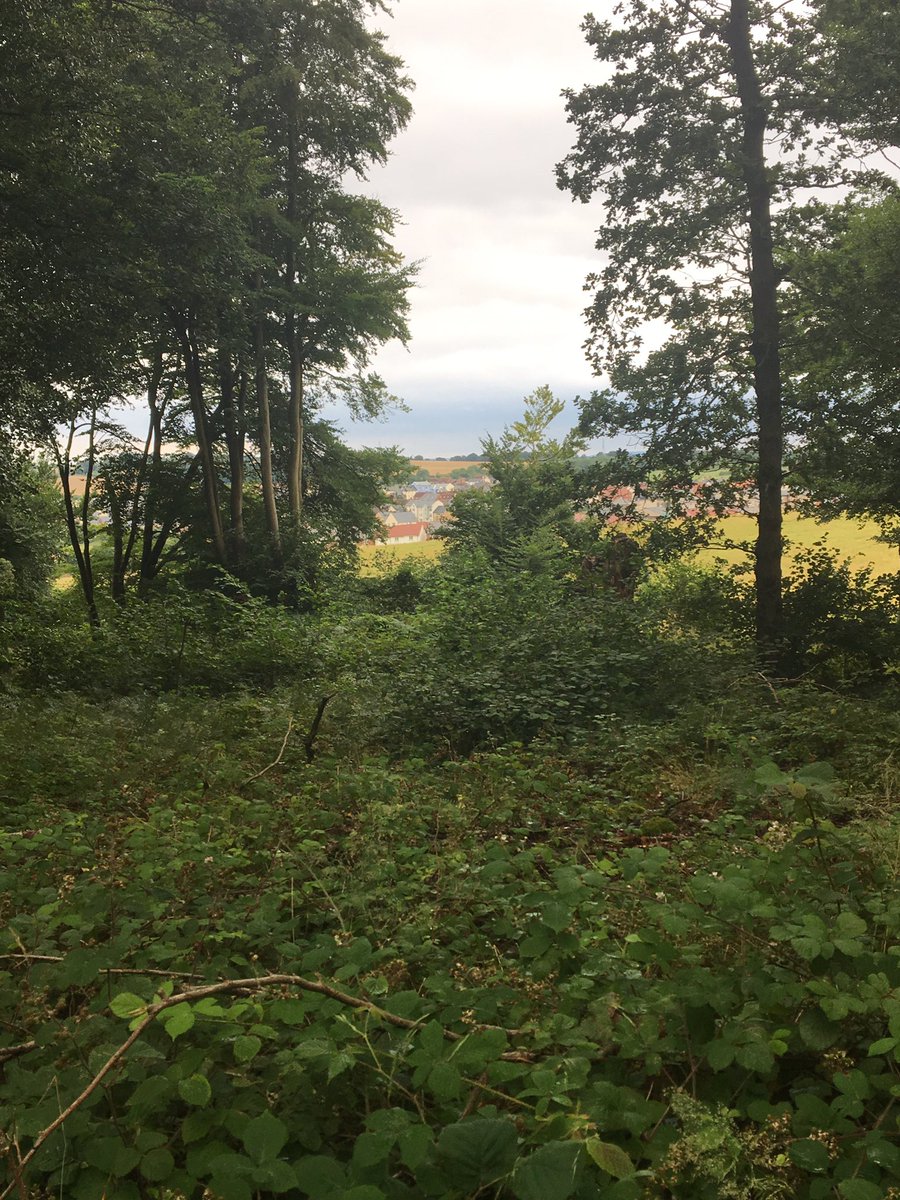 VicksRandallEdu's tweet image. Discovered a gorgeous new run just on my doorstep #simpleasures #lovetorun now covered in stings and scratches but def worth it!