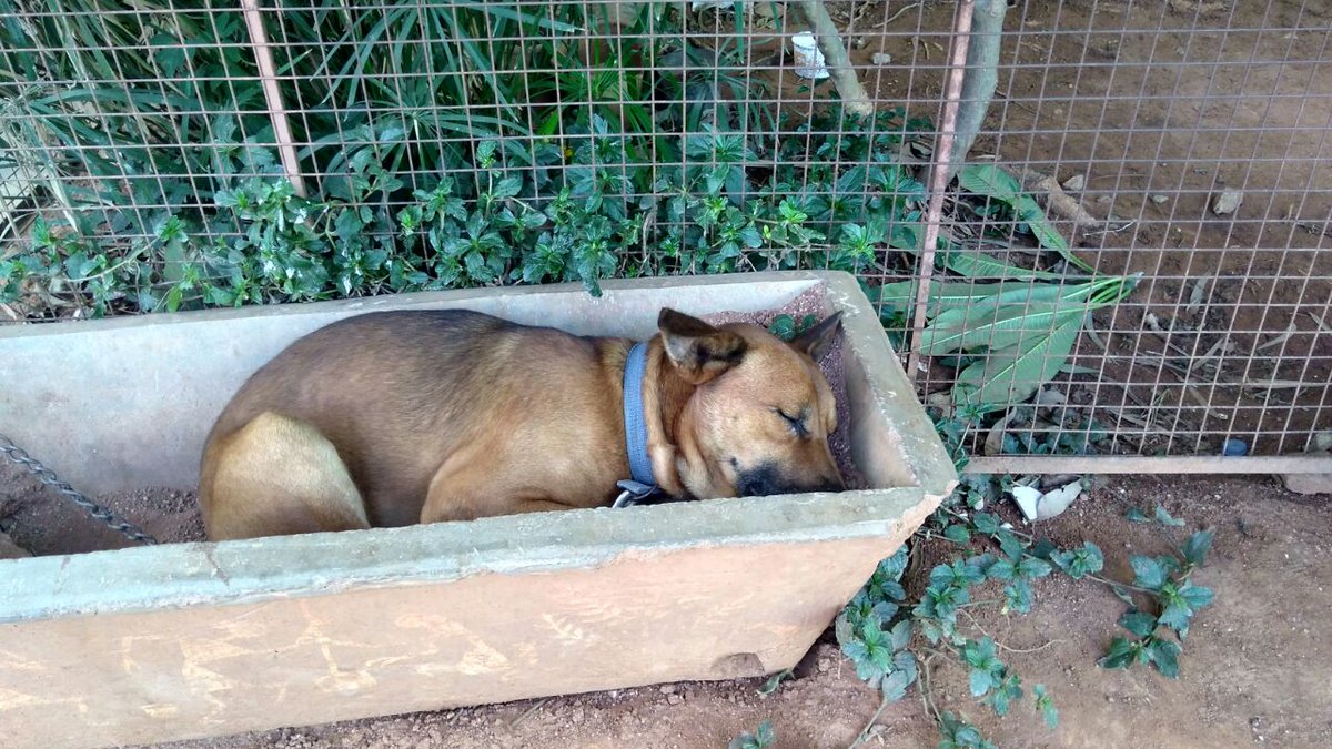 ShuklaBose's tweet photo. Our school is a happy place... even our dogs at school find quiet corners to sleep. This is Romeo. #dog #education #learningfromanimals https://t.co/qGHE2y9BC9