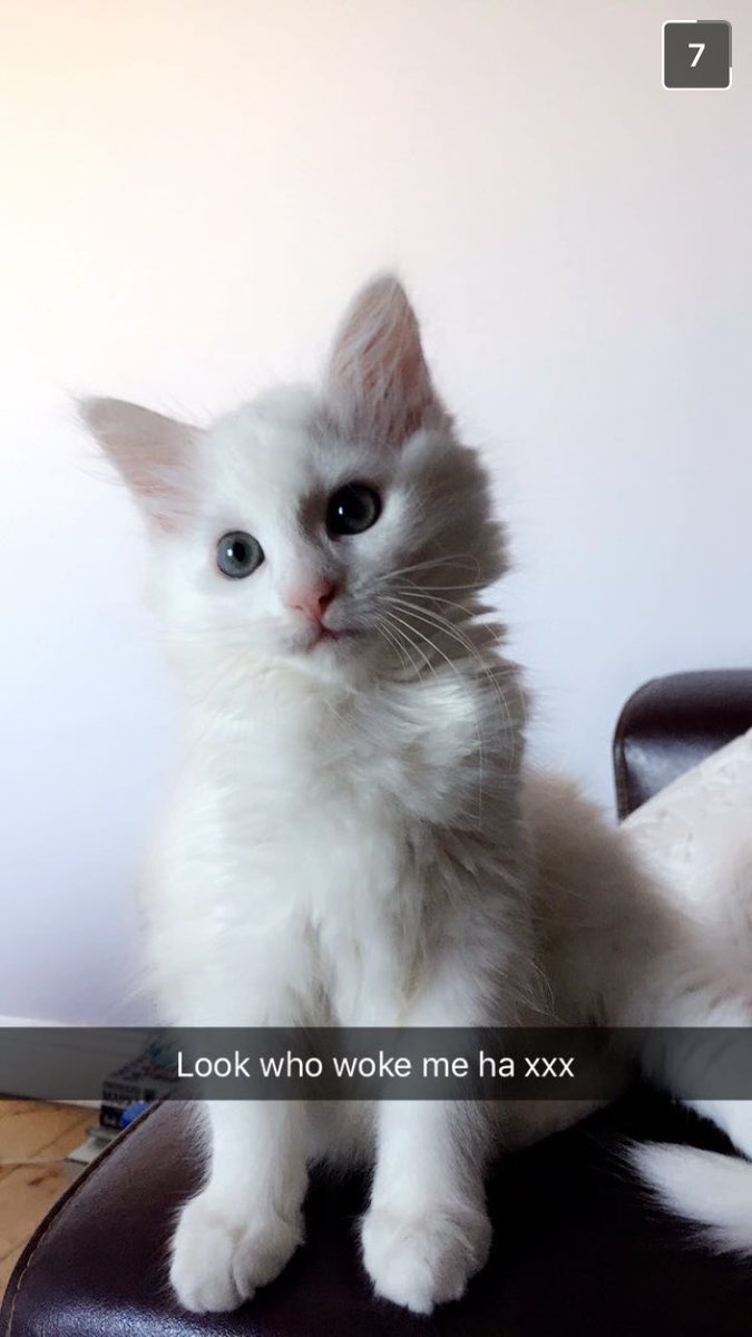 Realdisneymarie's tweet photo. @TheDailyKittens https://t.co/bbcHcYMblg