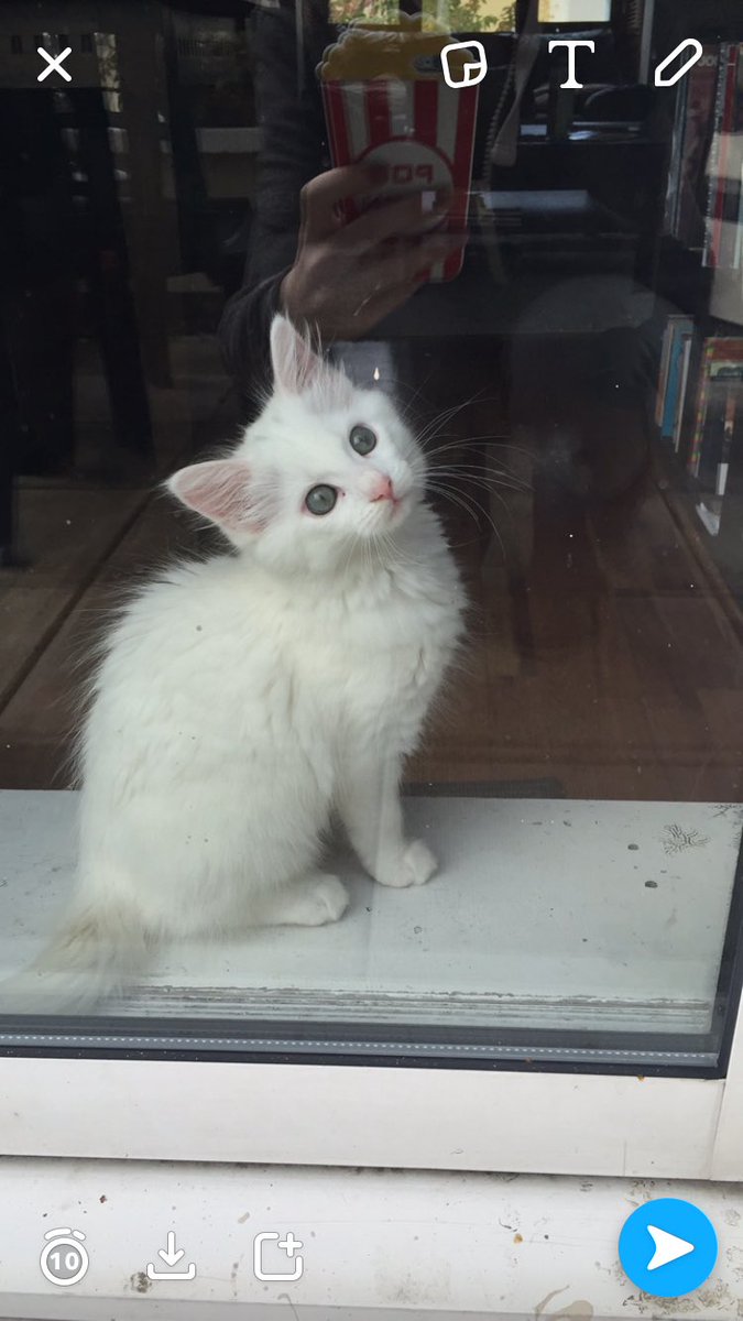 Realdisneymarie's tweet photo. @TheDailyKittens https://t.co/bbcHcYMblg