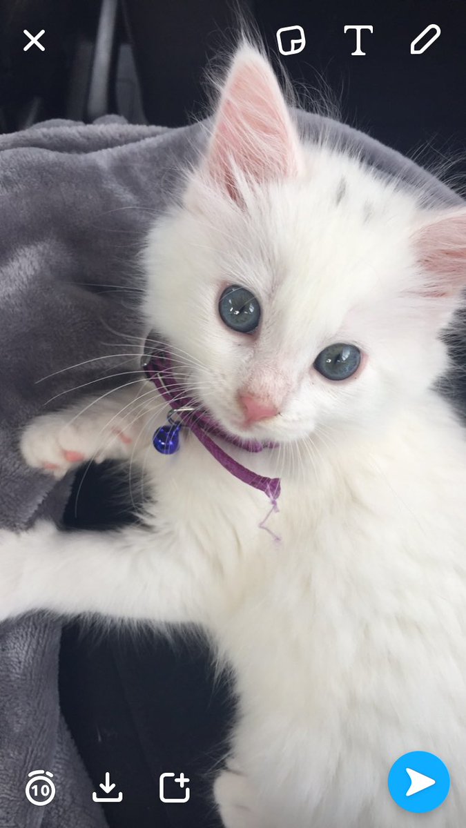 Realdisneymarie's tweet photo. @TheDailyKittens https://t.co/bbcHcYMblg