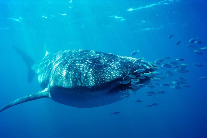 FarOutQld's tweet photo. Re-drawing of #CoralSea #marinepark 'misses the mark' #auspol https://t.co/3eUKX4FnG1 https://t.co/PWEiXjX2L5