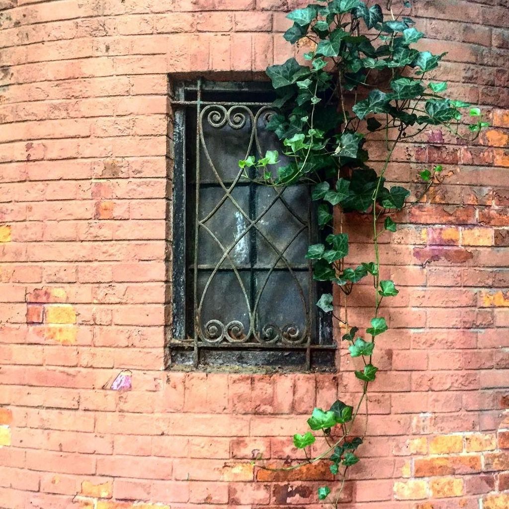 veronicadarling's tweet photo. Another little beautiful window &amp; wall in Shanghai... on Fuxing Xi Lu. https://t.co/Pq6UXT1vIP https://t.co/6erJ2SnWVK