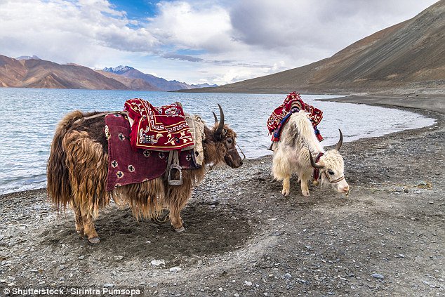 VenueGuideApp's tweet photo. They really got a 'Thug Style' - #ladakhi #ladakh #leh #venueguideapp Check them out @LadakhView @LadakhView https://t.co/Qw6rW8FA1W