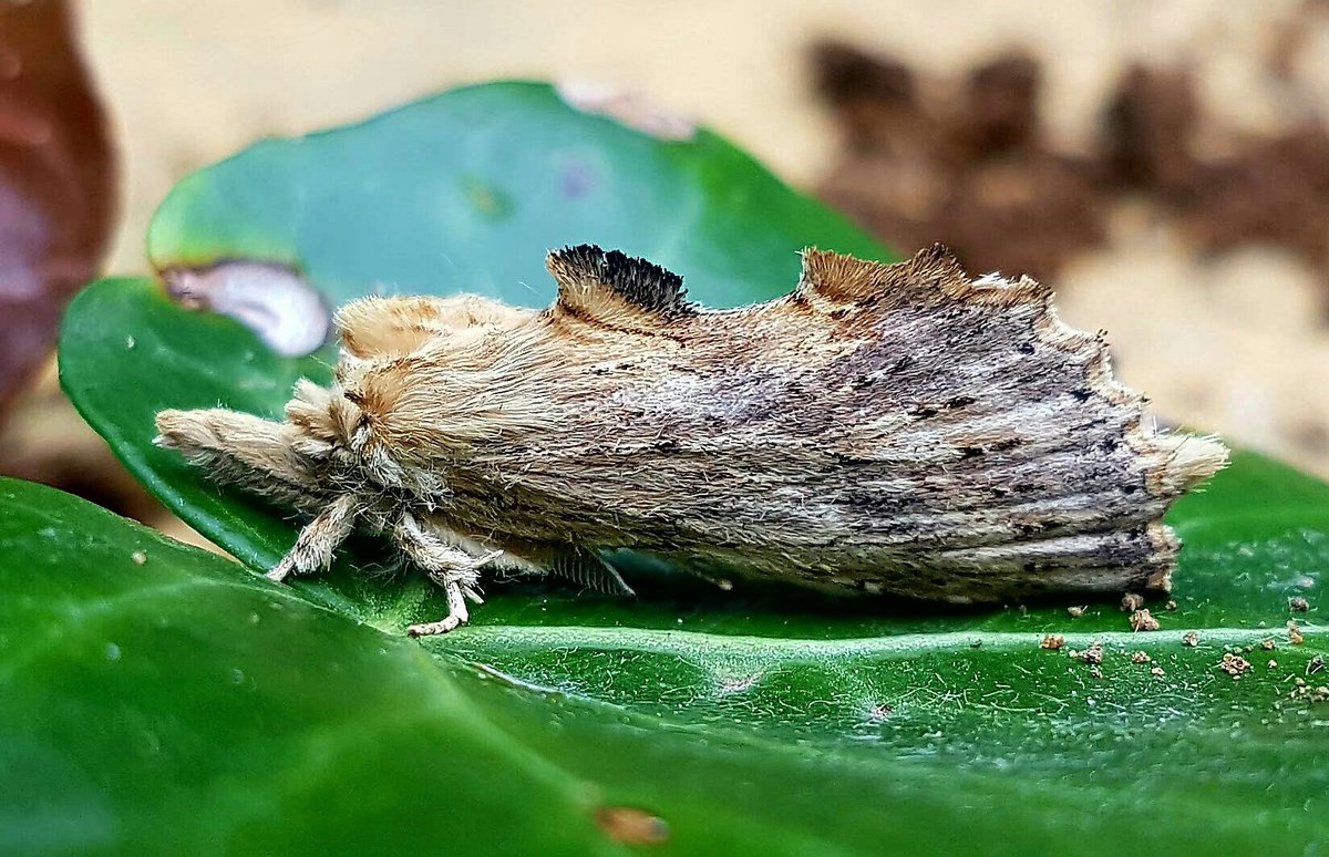 paulasykes1971's tweet photo. #paleprominent Moth ,North lincolnshire https://t.co/8PVCttfhDr