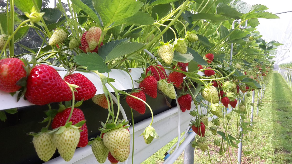 We zijn weer #aardbeien en #kersen aan te plukken.