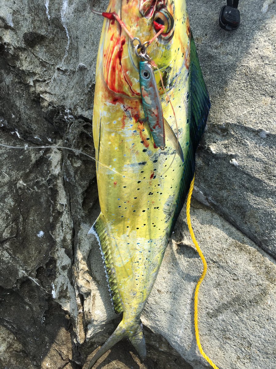 ダイチ 釣り垢 いやぁー楽しかった ペンペンやけど沸いてる沸いてる たくさーーんリリース ムロちんの釣ったクソでかいダツはお見事 おれは鬼カサゴ デカイサキで大満足 この時期の小浦一文字にストレス感じながら行ってたのが嘘の