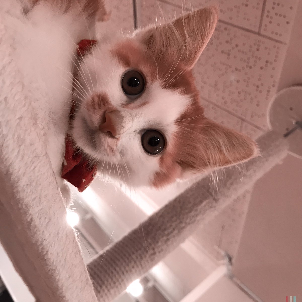 obi_wan_eclipse's tweet image. Welcome, newcomer! #猫式 #AuroraNCL #BlankoFreedom13 #Hipstamatic