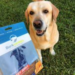 Photo by Sawyer the Labrador (@SawyerTheLab)
