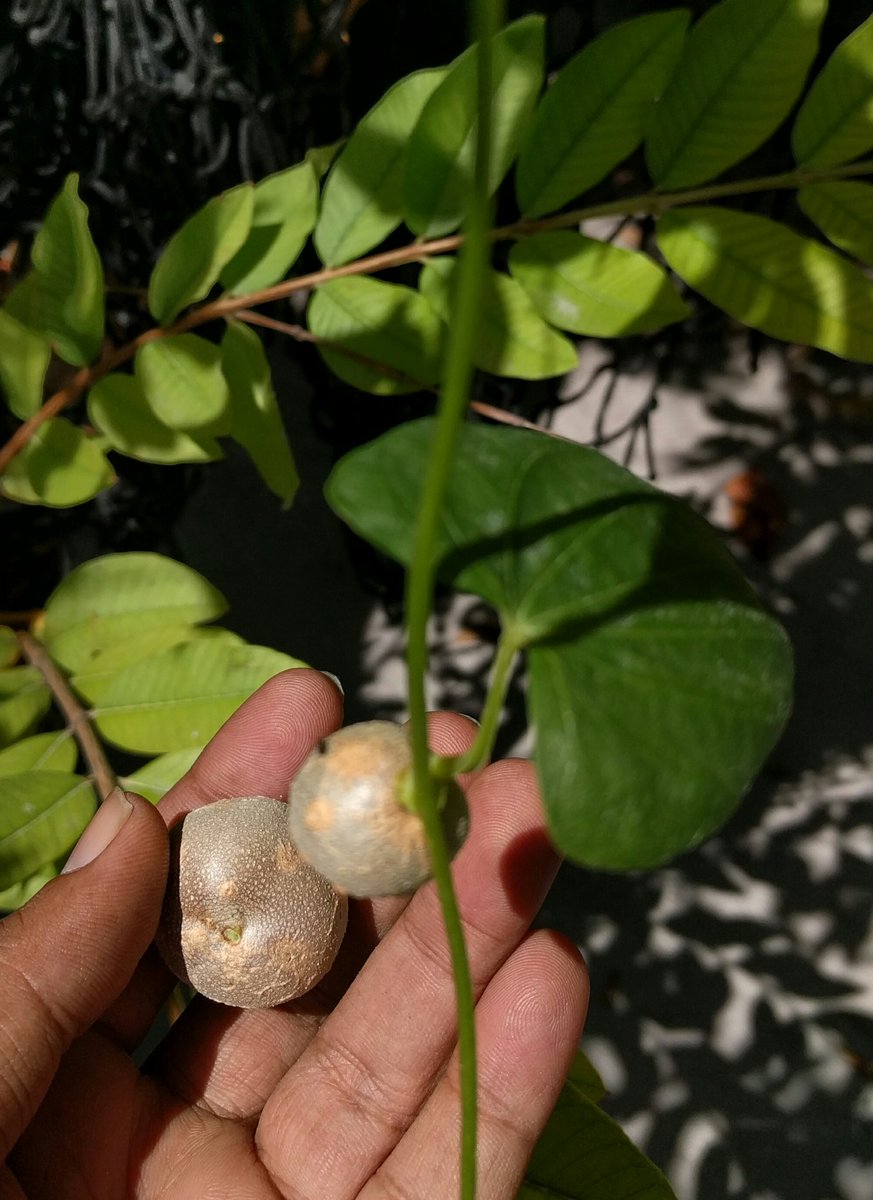 PhenolAdhly's tweet photo. Learning new fruits #bilehkattala #starchyfood the leaves of vine looks like Betel leaf, going to roast one today https://t.co/DViDpHLnrl