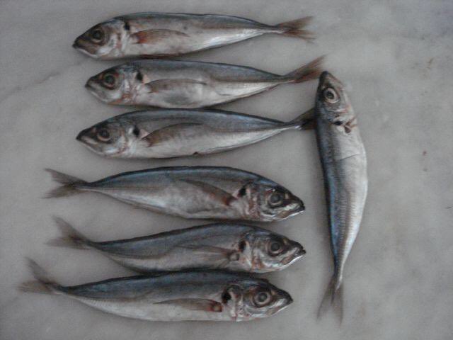 mudasemarket's tweet photo. When selecting mackerel fish, look out for one that is stiff and doesn't bend by its head or tail.
#mackerel #monday #mudase #health https://t.co/ek2xCE9I2N